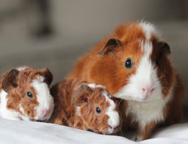 Baby Guinea Pigs! (READ STORY PLEASE)