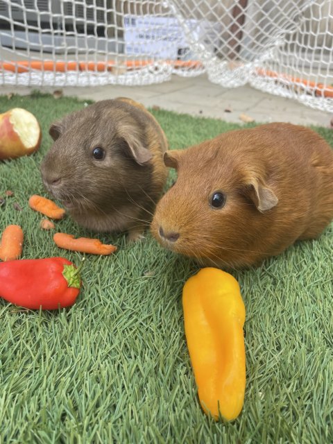 Two Female Bonded Guinea Pigs Need Rehoming
