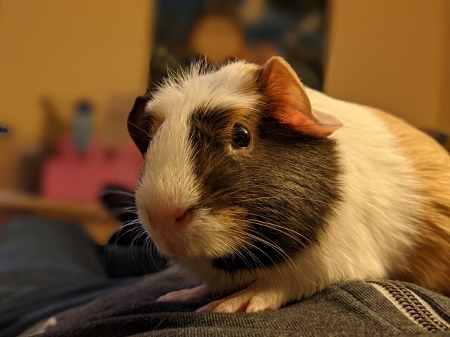 Bonded pair females - 4yo