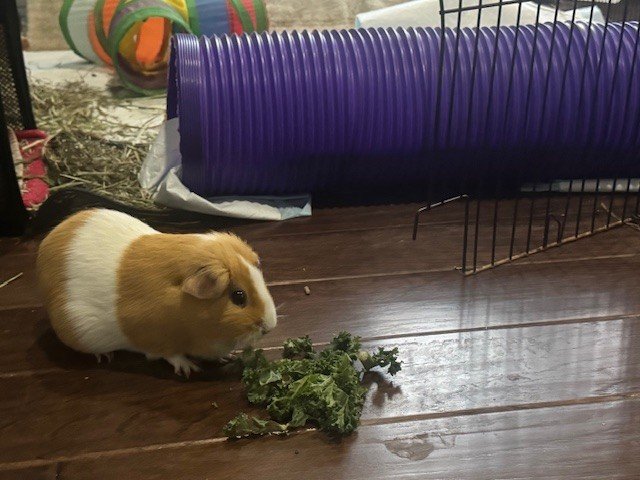 Baby Daisy Needs a New Home with  a Piggy Pal