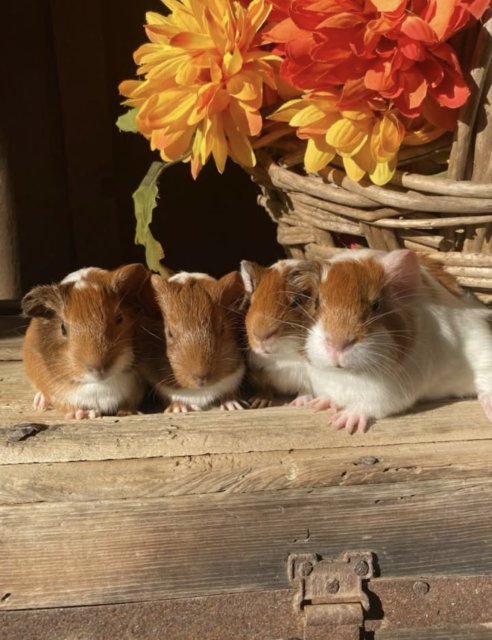 I have 3 male guinea pigs that are 2 months.