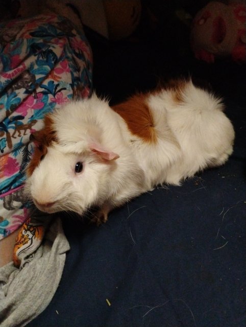 2 Adult Guinea Pigs For Adoption