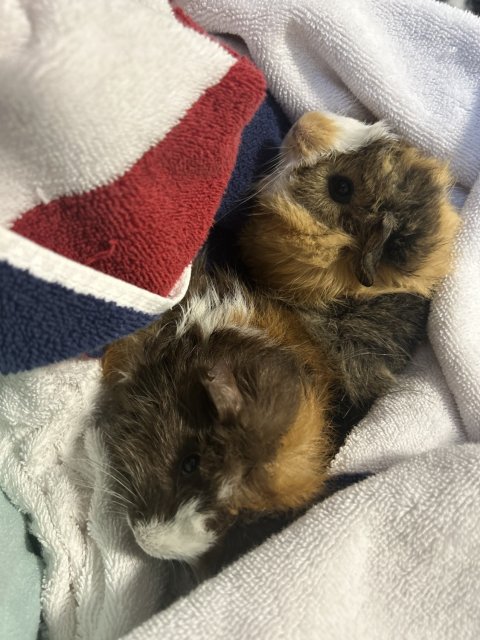 Two Sweethearts-Adolescent Males