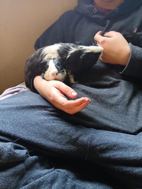 Two male guinea pigs named bean and lettuce