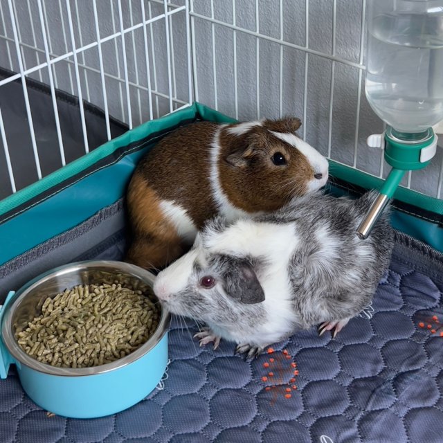 Bonded Male Guinea Pigs | 6 months old