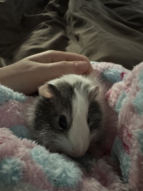 2 Twin Sister Female Guinea Pigs