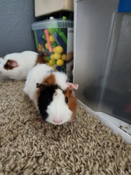 Guinea Pig to rehome