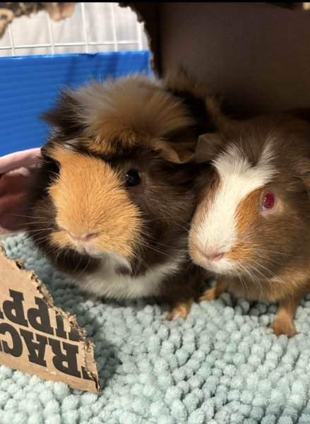 Bonded Female piggies needing new home