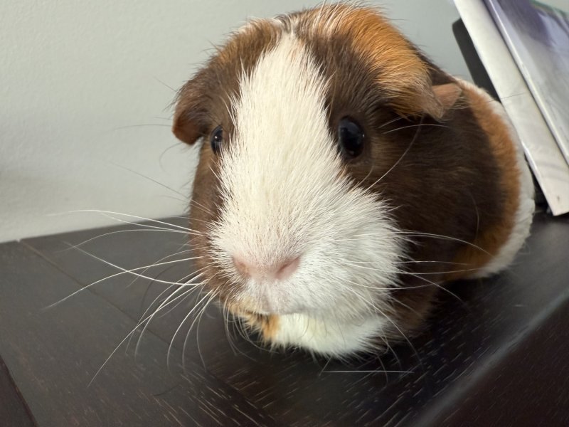 Guinea Pig with cage and all initial supplies