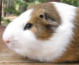 California Northern Cavy Rescue