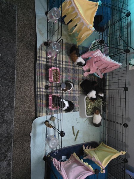 Selective girls and boys guinea pigs