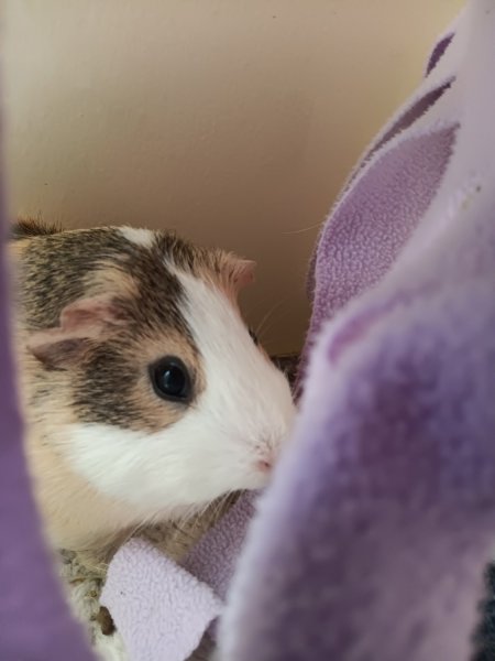 Female guinea pig with fleece blankets.