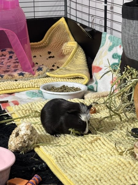 Ed - Male Black and White Crested Baby
