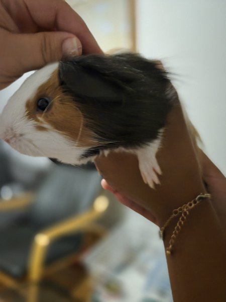 4month old males bonded