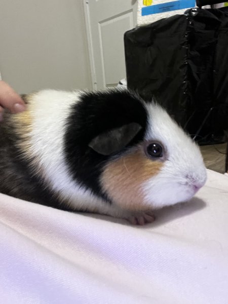 2 Bonded Female Guinea Pigs
