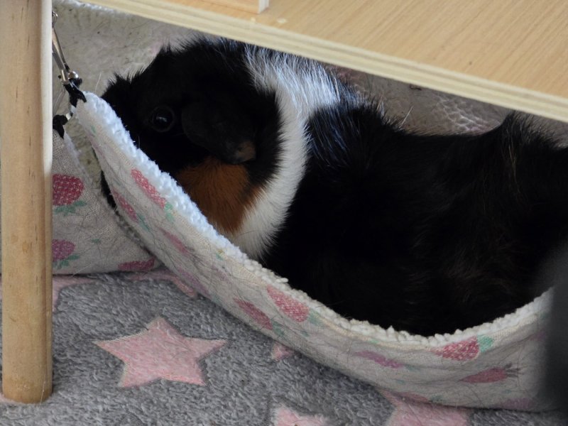 Two Sweet Girls Need a Home