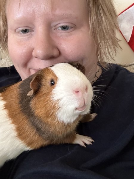 Cute Guinea Pig