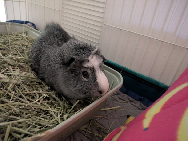 Goose the Guinea Pig