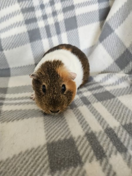 Baby, 3 year old female