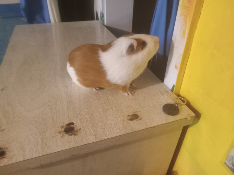 2 male guinea pigs for adoption cage not incl