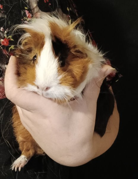 Female Guinea Pigs looking for forever home