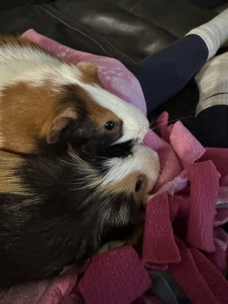 Two Male Guinea Pigs
