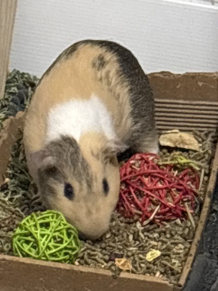 Misgendered guinea pig! He is cute tho