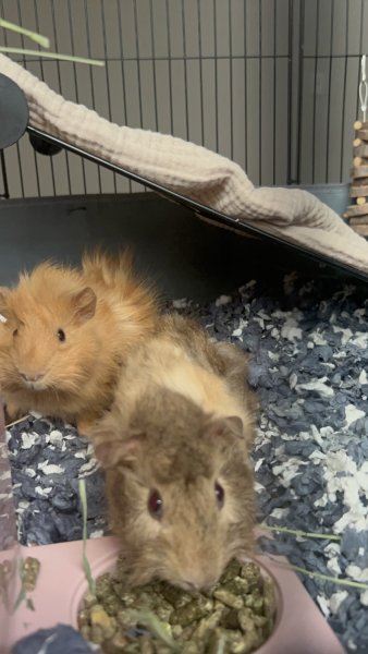 Bonded females
