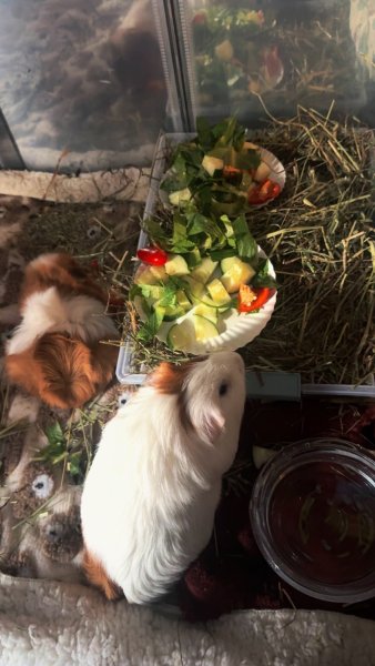 2 male guinea pigs under one years old