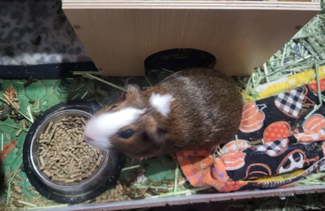 Need to rehome a Pregnant Piggy