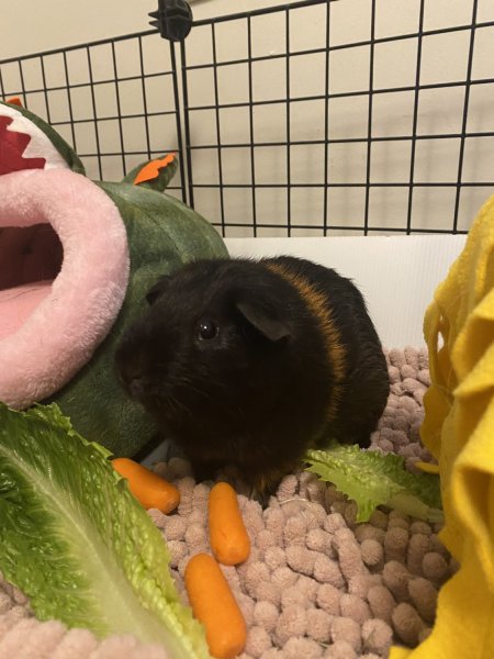 Mr. Ice Cream Sandwich and Sterling