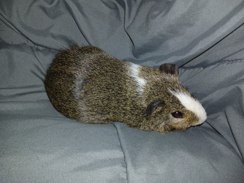 Dash needs a new home