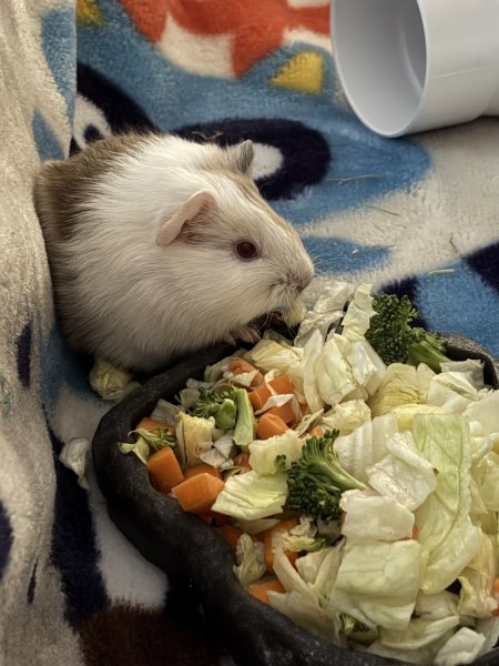 1 year old female guinea pig, unique color!