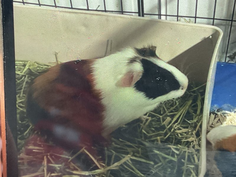 Young piggies looking for a home!