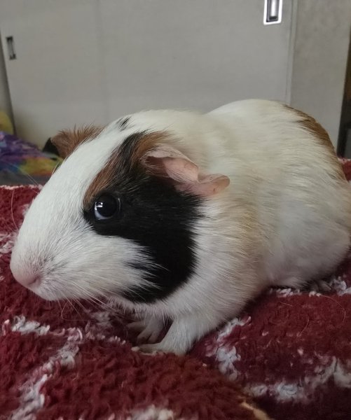 Guinea pigs to good homes