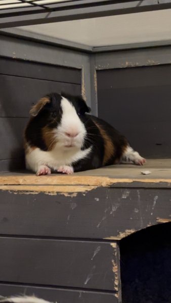 Cappuccino - Adult Male Piggy!