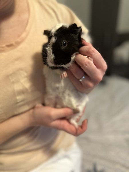 A Guinea pigs looking for a new home