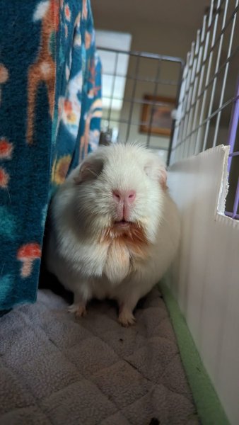 Momo - Female guinea pig age 4yrs