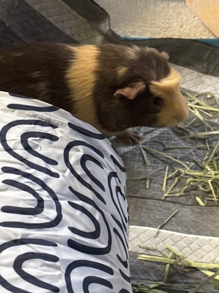 Maddox (Male)