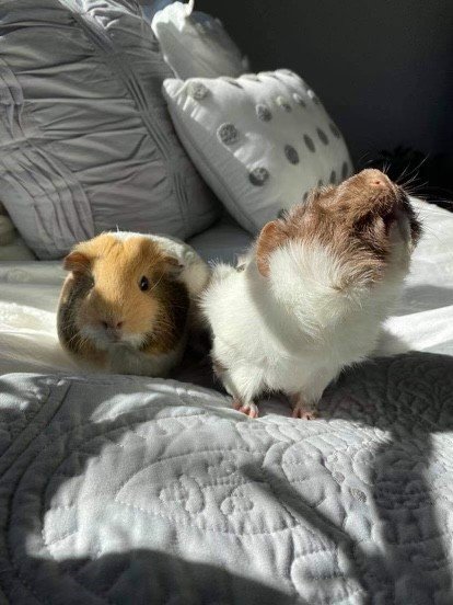 Two Sweet Female Piggies