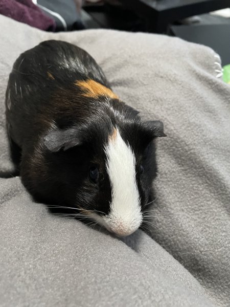 Two male guinea pigs