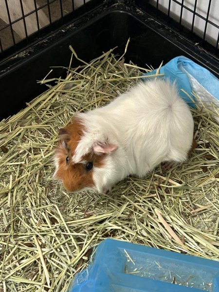 Rehoming Male Guinea Pig