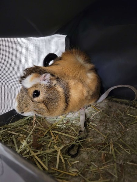 Rehoming three 5 month male guinea pigs