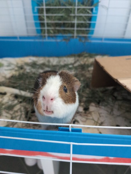 Adult male very friendly and very spoiled