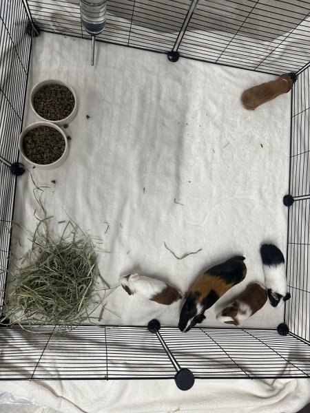 Sweet Momma with 4 babies