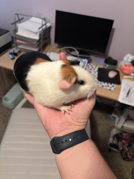 Rehoming  2 Bonded Guinea Pig Trios