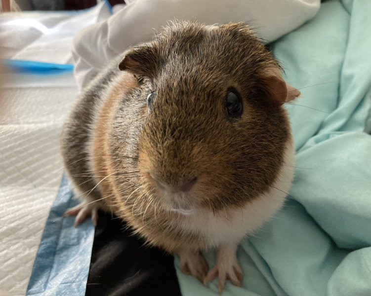 Two male guinea pigs to be adopted