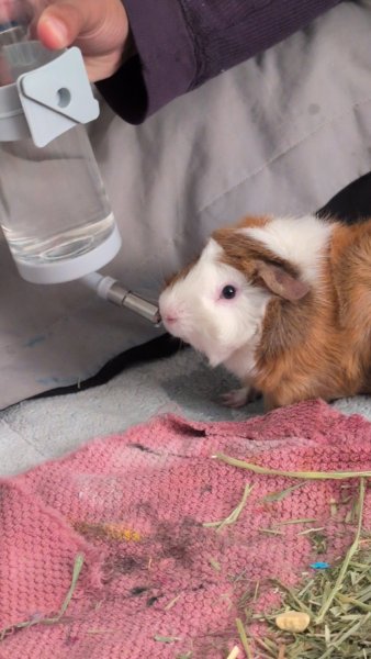 Adopt Male guinea pig calcifer 9 months old