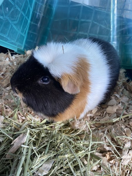 Sweet cuddly Guinea pig