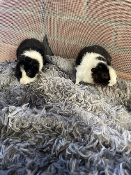 Young brother Guinea Pigs